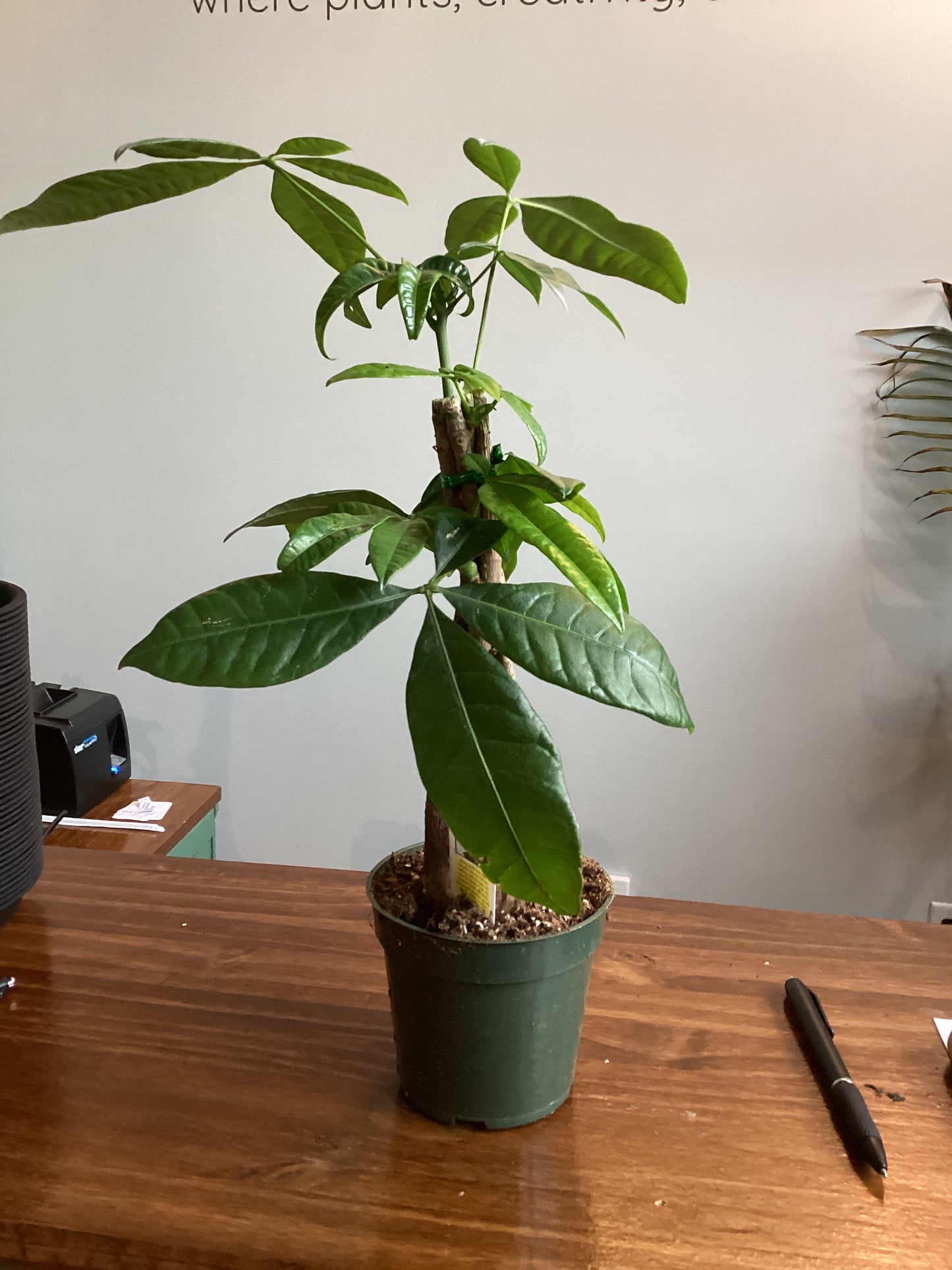 Money tree