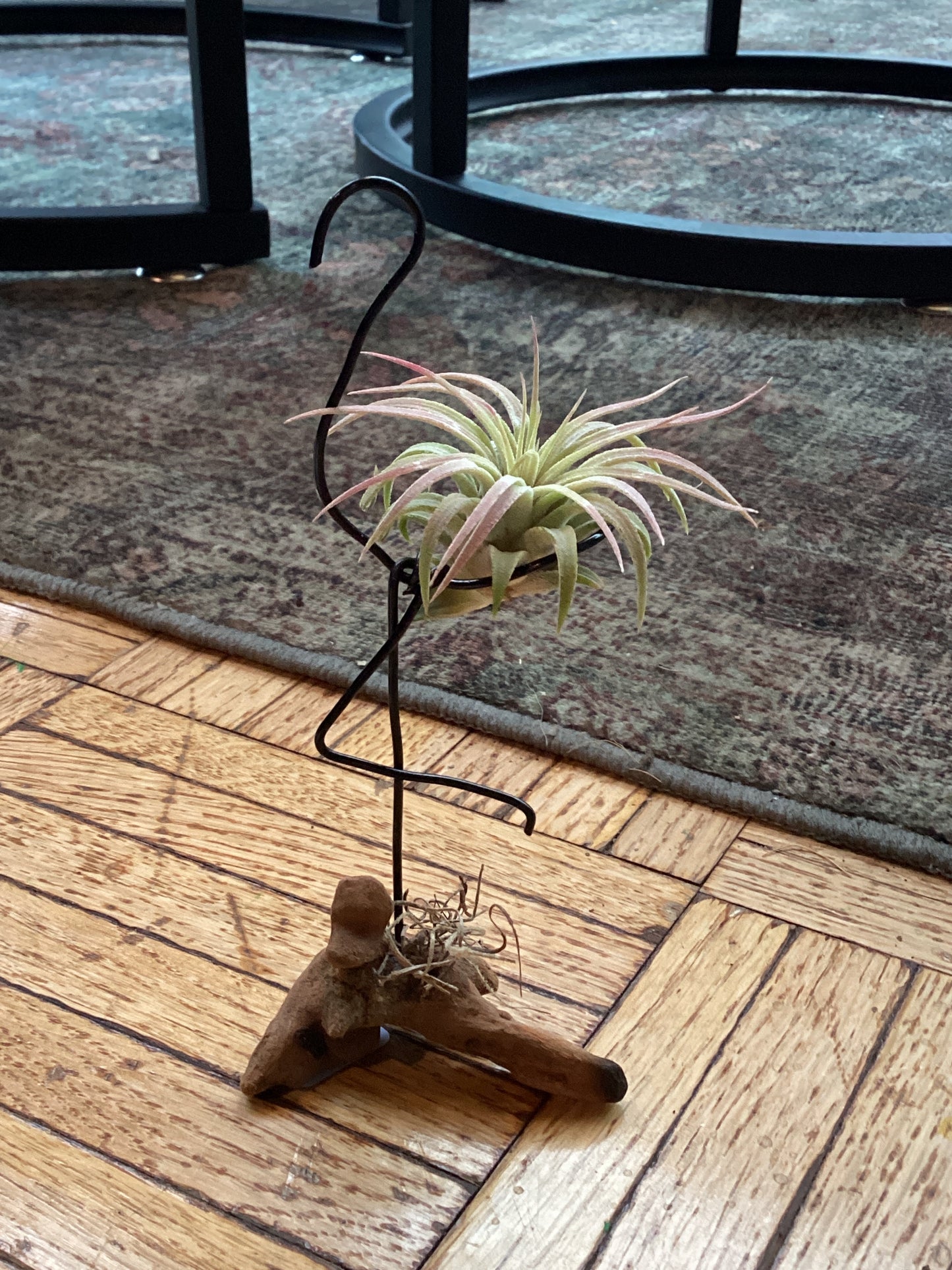Air plant drift wood creations by Kim Wood