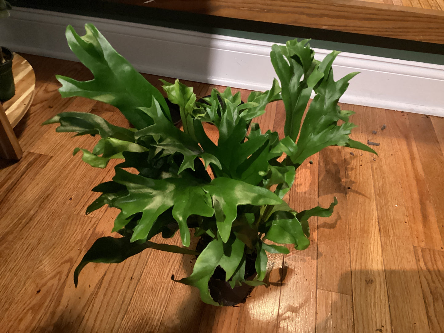 Fishtail fern