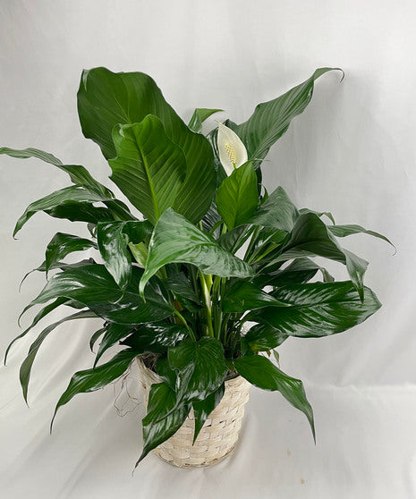 Peace Lily AKA Spathiphyllum