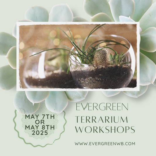 Terrarium Building Workshops
