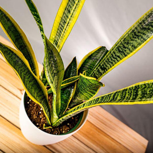 Snake Plant (Yellow)