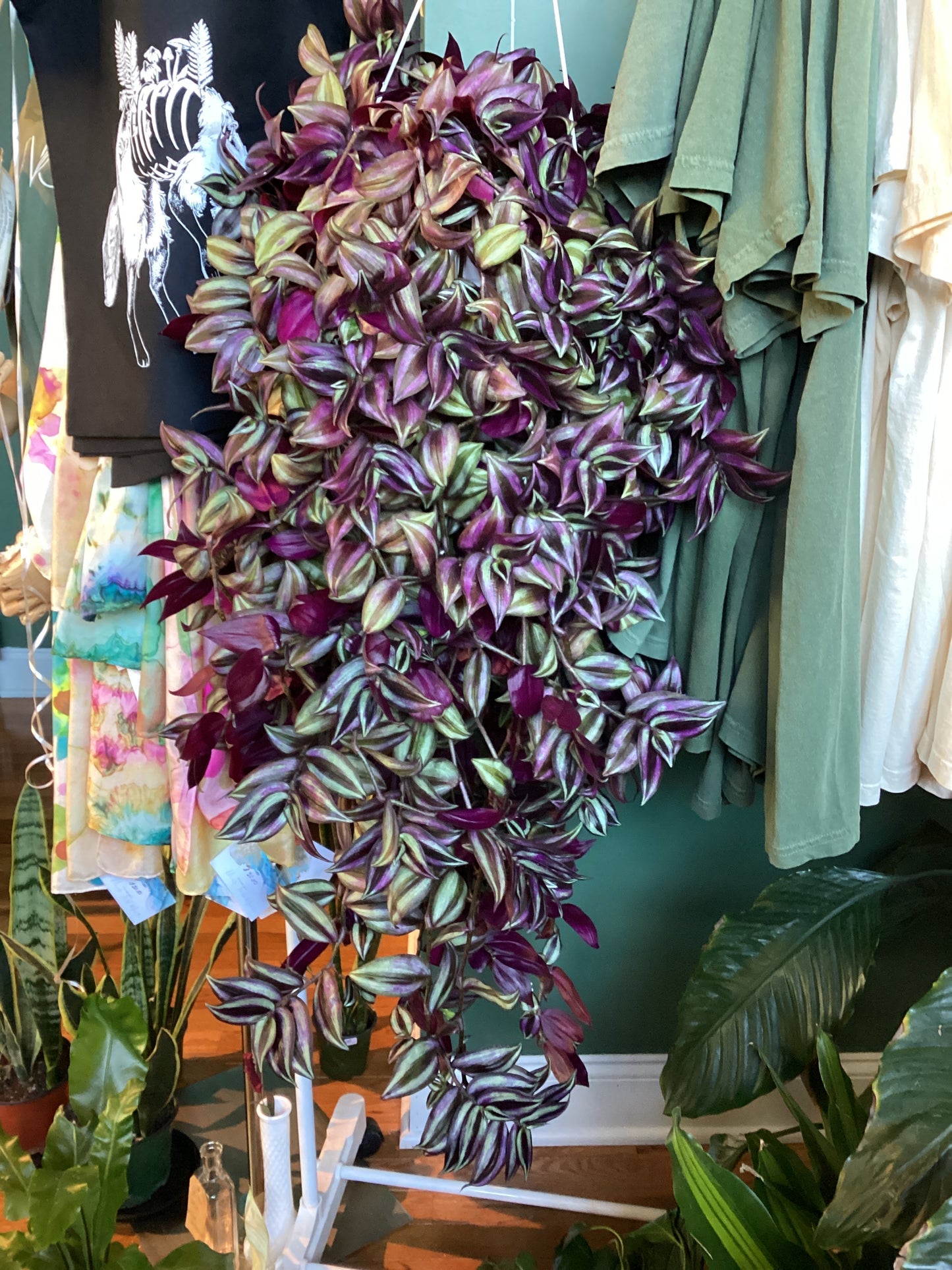 Wandering Jew