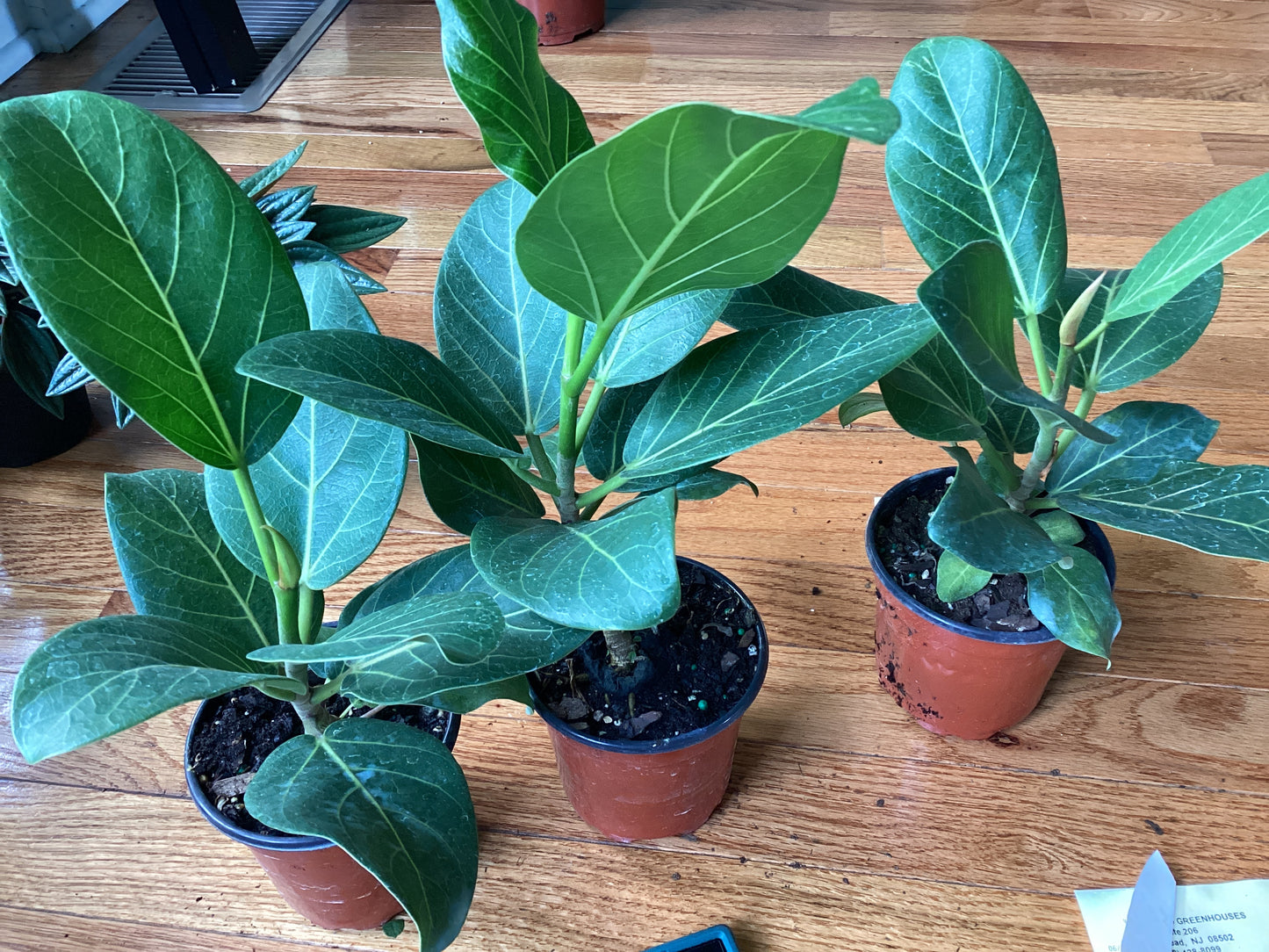 Ficus Audrey