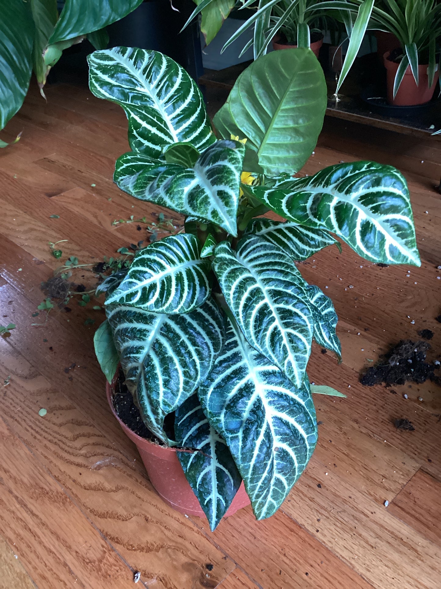 Zebra plant