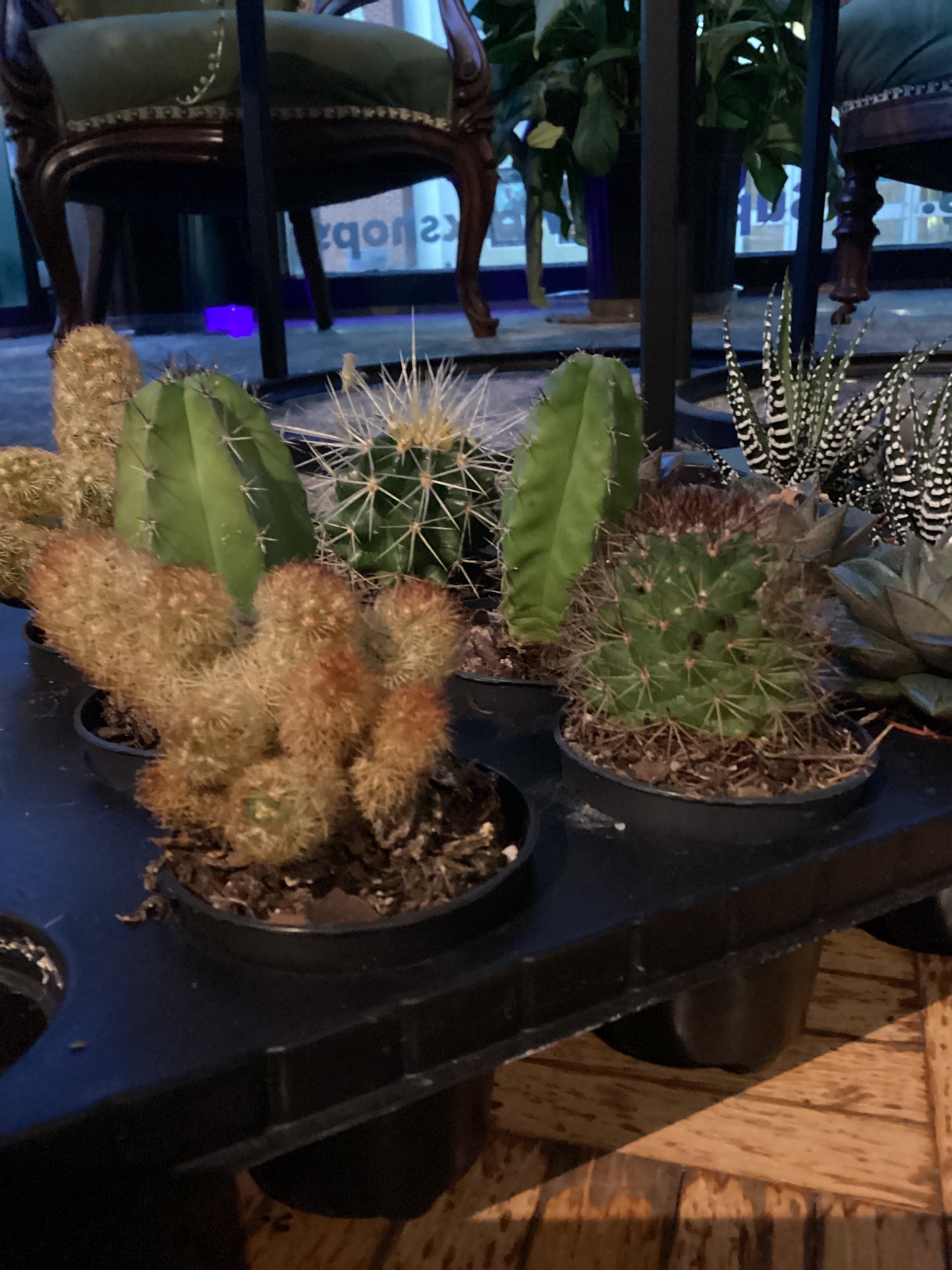 Assorted cacti / cactus