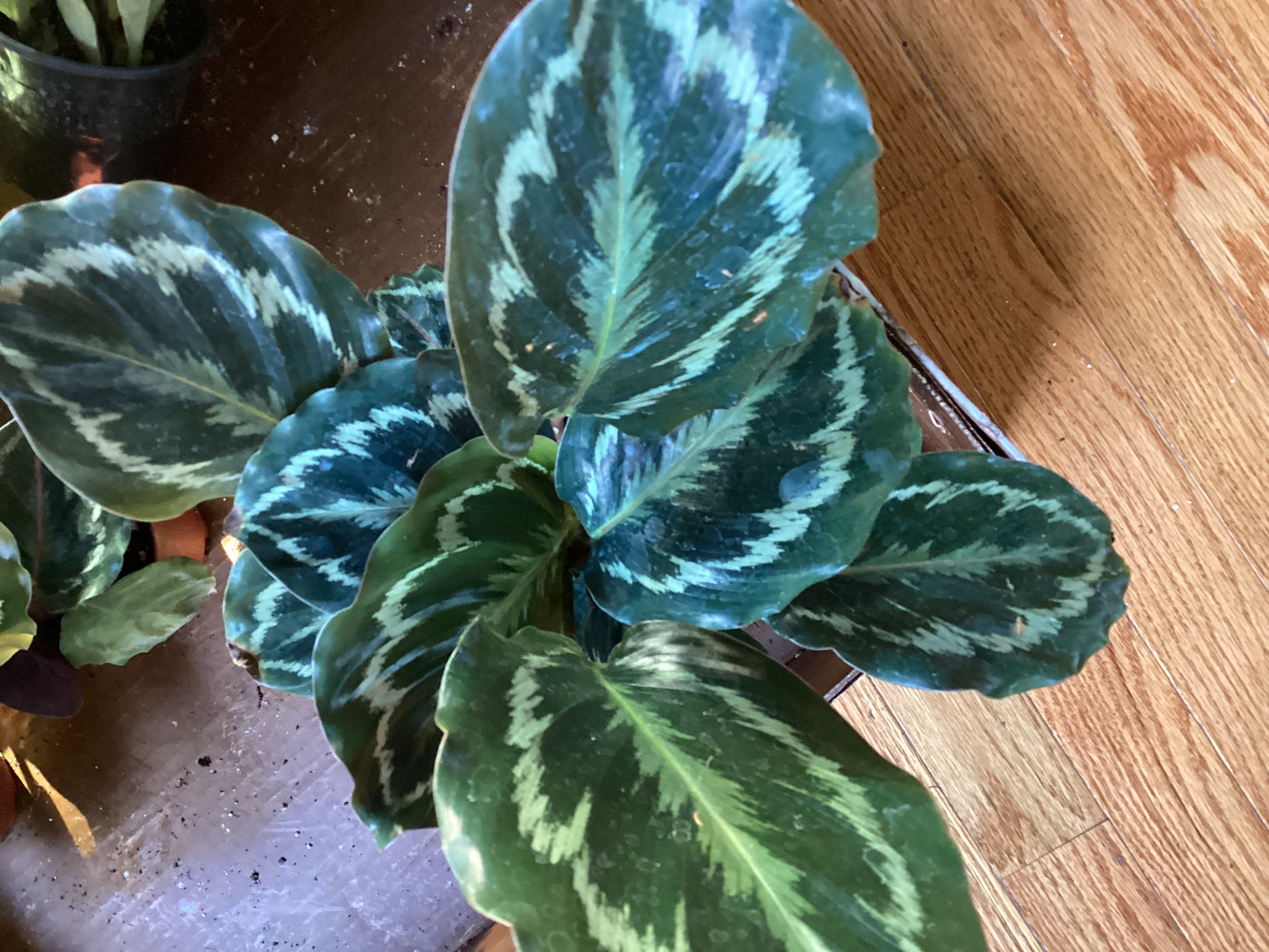 Calathea medallion