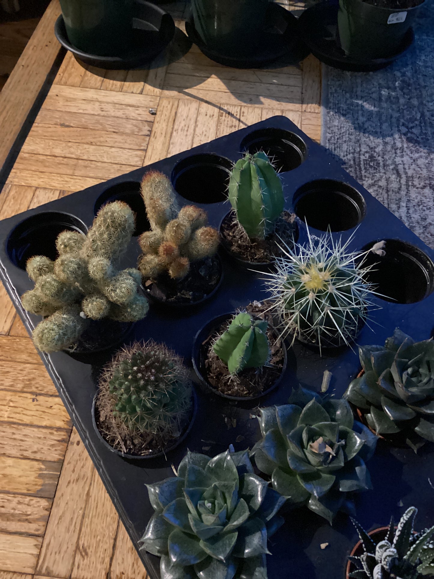 Assorted cacti / cactus